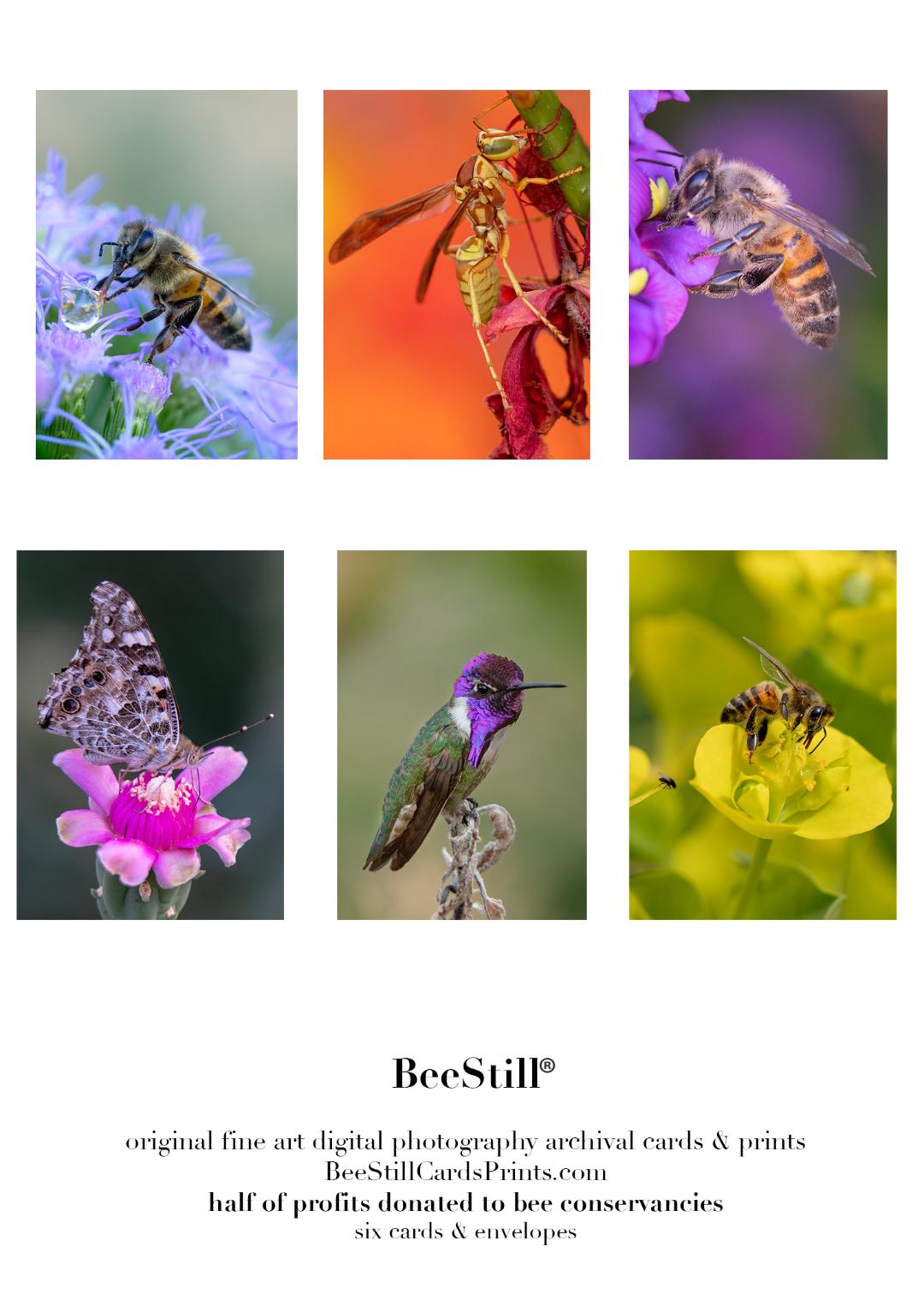 set of 6 archival cards: Honey Bees, Polistes, Costas, Painted Lady s-13