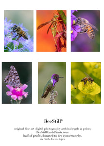 set of 6 archival cards: Honey Bees, Polistes, Costas, Painted Lady s-13