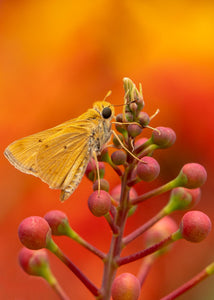 Finalist: 10th Annual Leaves & Petals International Online Art Exhibition: Skipper, Red Bird of Paradise v-137