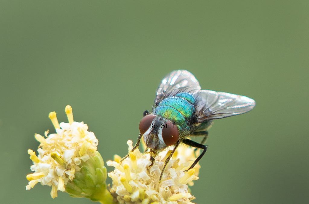 Green Bottle Fly, Desert Broom h-177