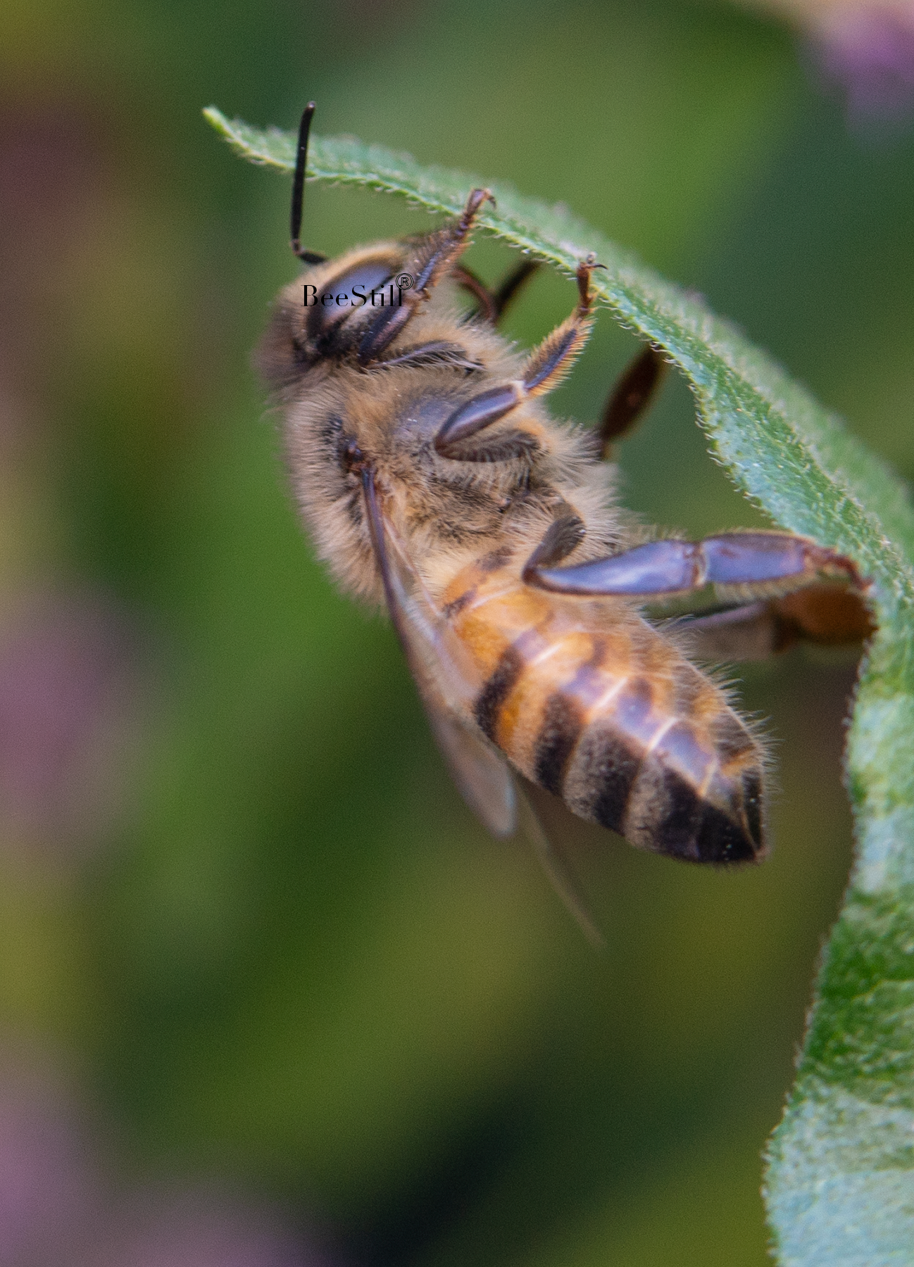 Honey Bee, Blue Mistflower v-166