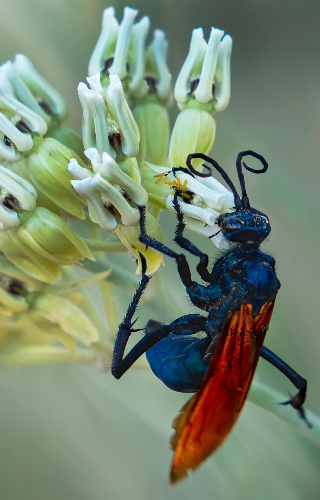 Tarantula Hawk (Pepsis), Desert Milkweed TH-24