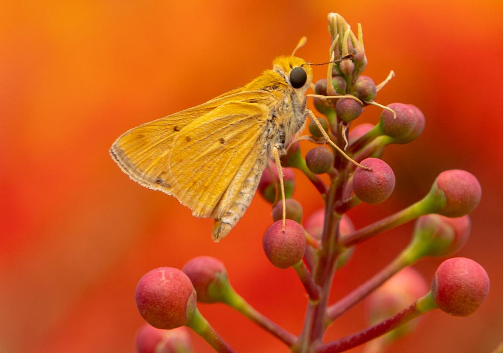 Skipper, Red Bird of Paradise h-154