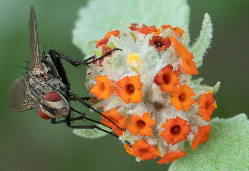 Flesh Fly, Woolly Butterfly Bee Bush h-156