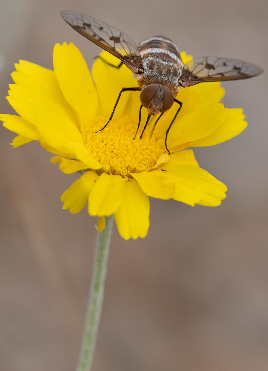 Featured Photo: Arizona Daily Star Insect Festival article: Bee Fly, Desert Marigold v-138