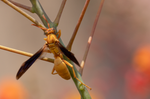Yellow Paper Wasp (Polistes flavus), Red Bird of Paradise h-178