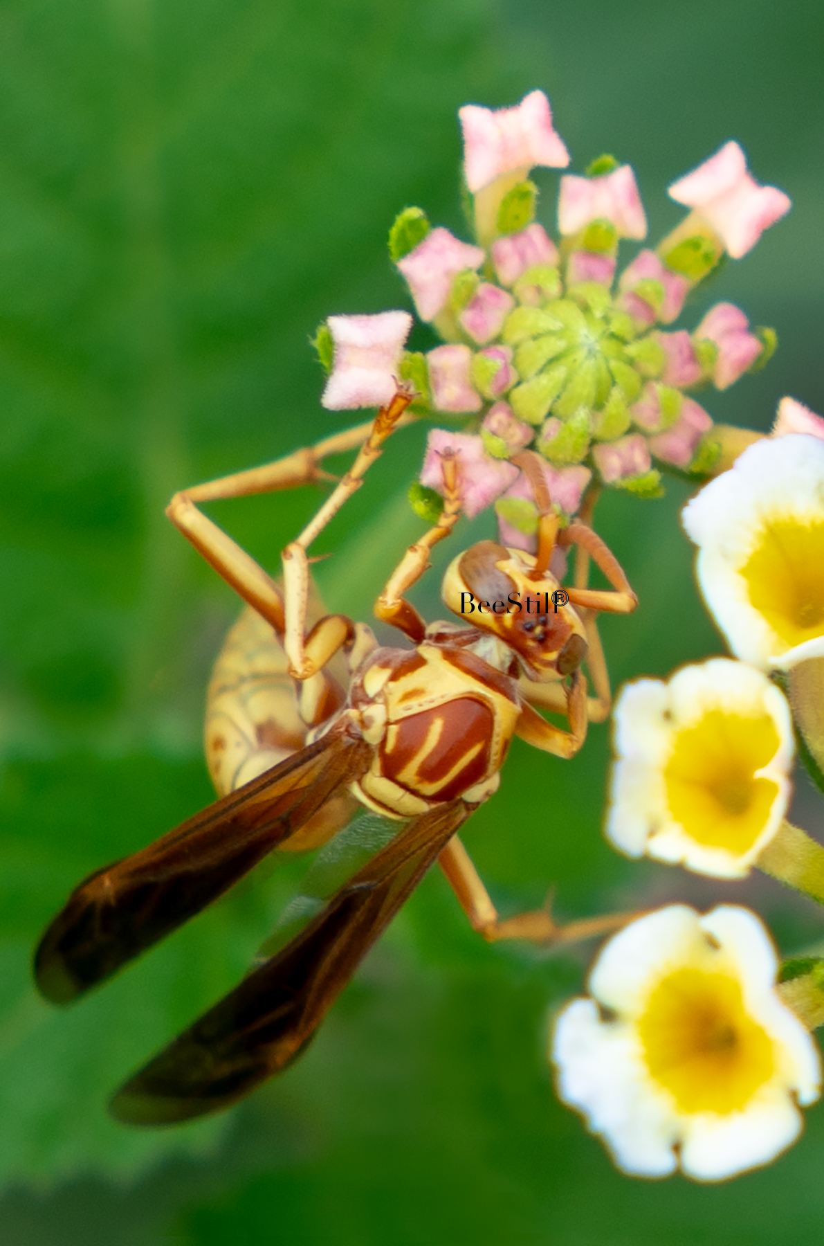 Golden Paper Wasp (Polistes aurifer), Lantana v-162