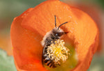 Polyester Bee, Globe Mallow h-60