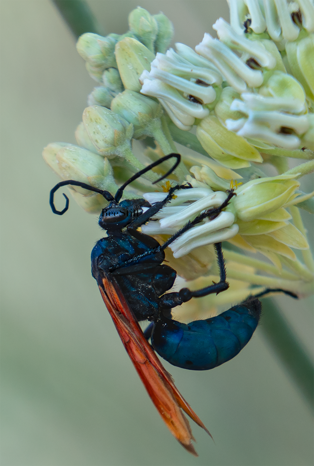Tarantula Hawk (Pepsis), Desert Milkweed TH-26
