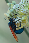 Tarantula Hawk (Pepsis), Desert Milkweed TH-26