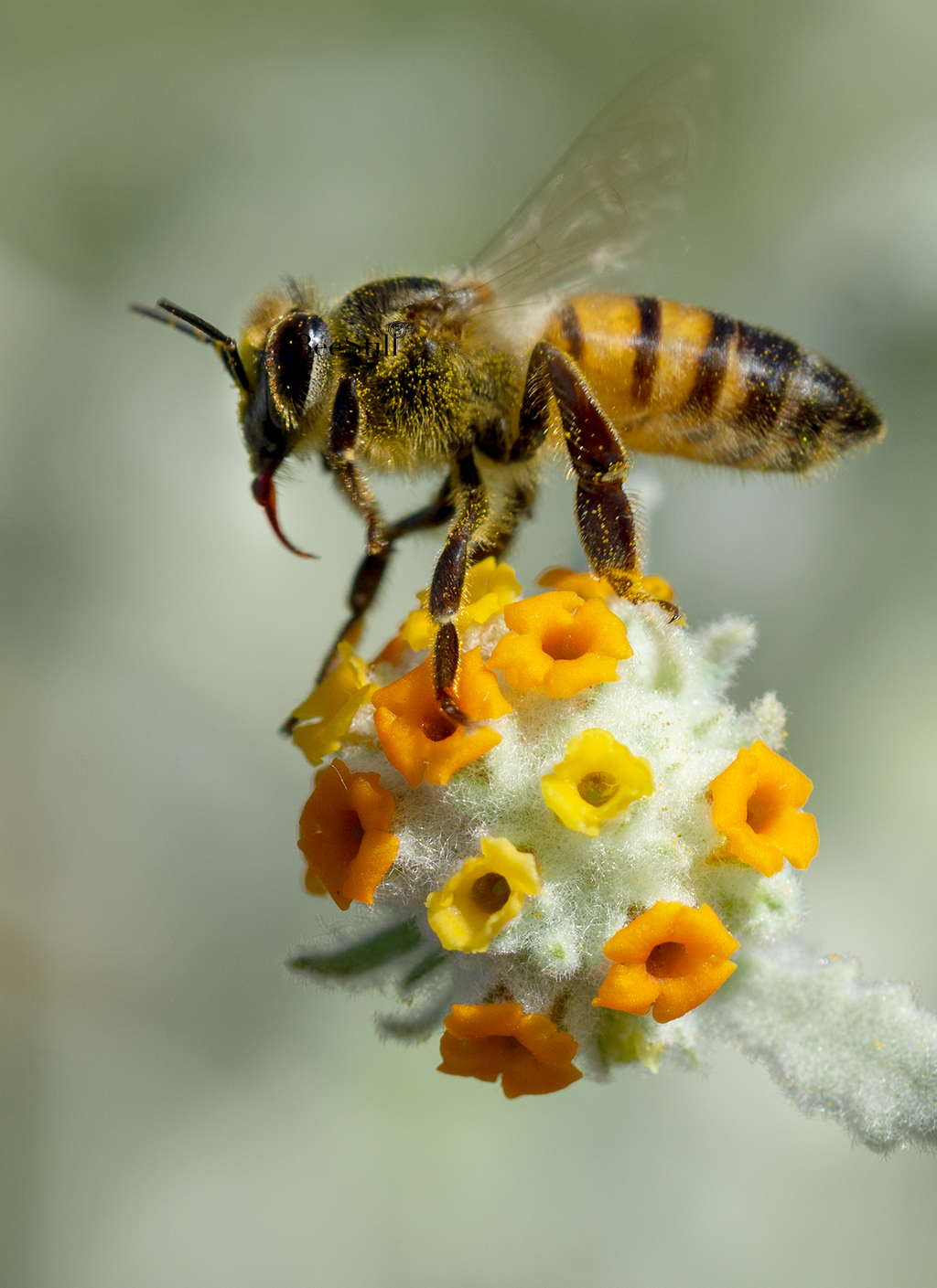 Honey Bee, Woolly Butterfly Bee Bush v-18