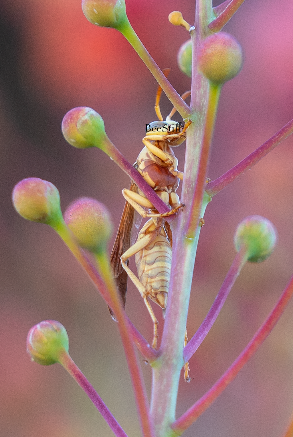 Golden Paper Wasp (Polistes aurifer), Red Bird of Paradise v-161