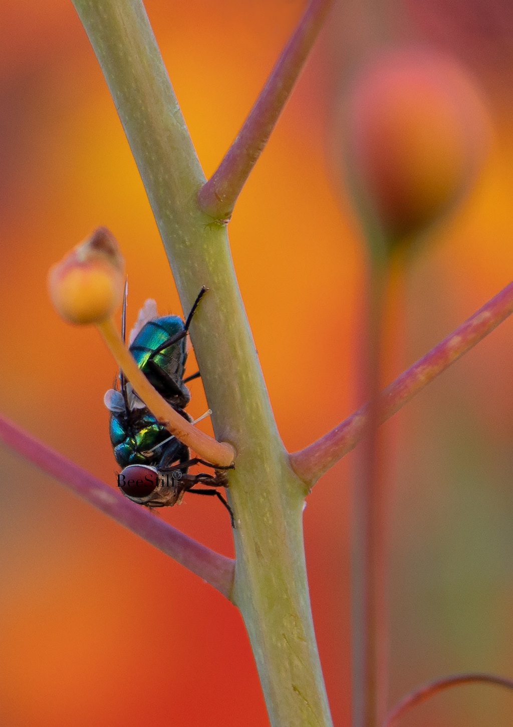Green Bottle Fly, Red Bird of Paradise v-167