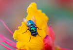 Green Bottle Fly, Red Bird of Paradise h-180