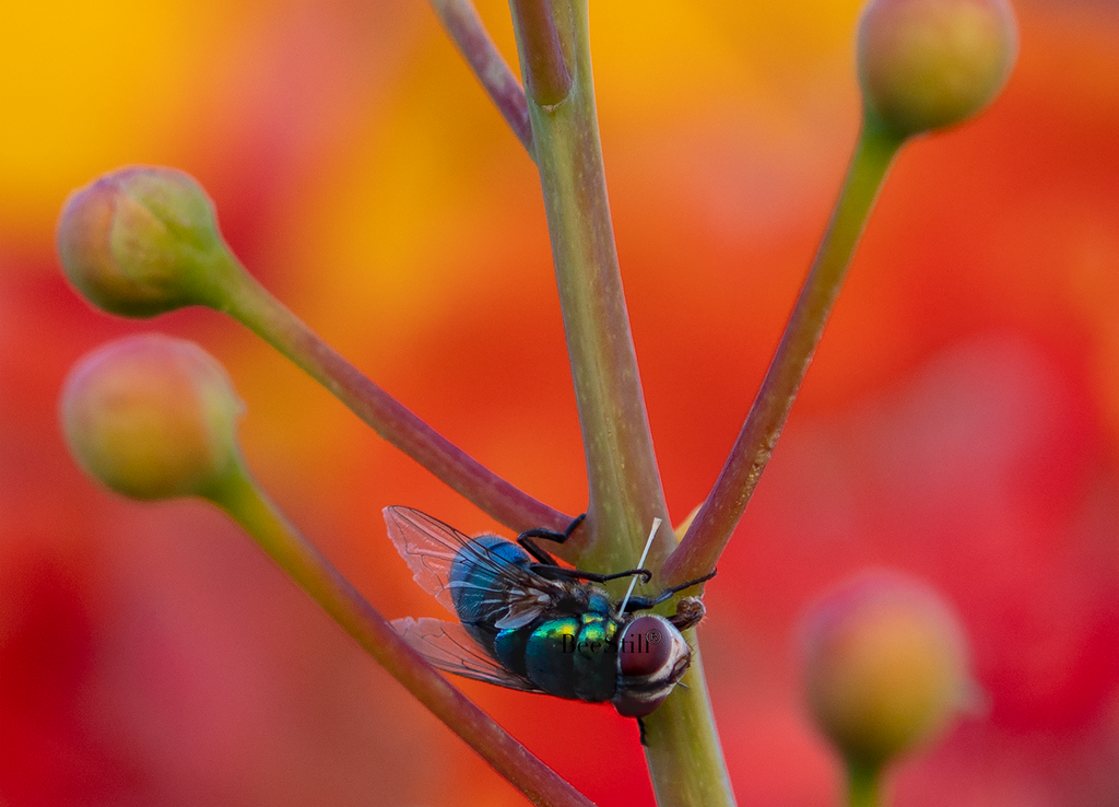 Green Bottle Fly, Red Bird of Paradise h-171