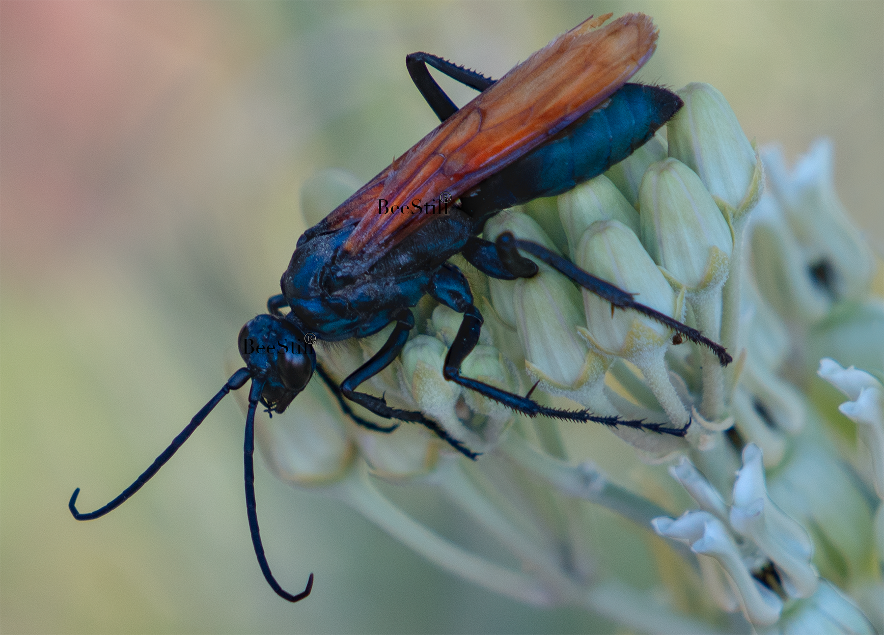 Tarantula Hawk (Pepsis), Desert Milkweed TH-25