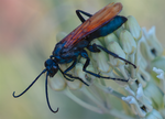 Tarantula Hawk (Pepsis), Desert Milkweed TH-25