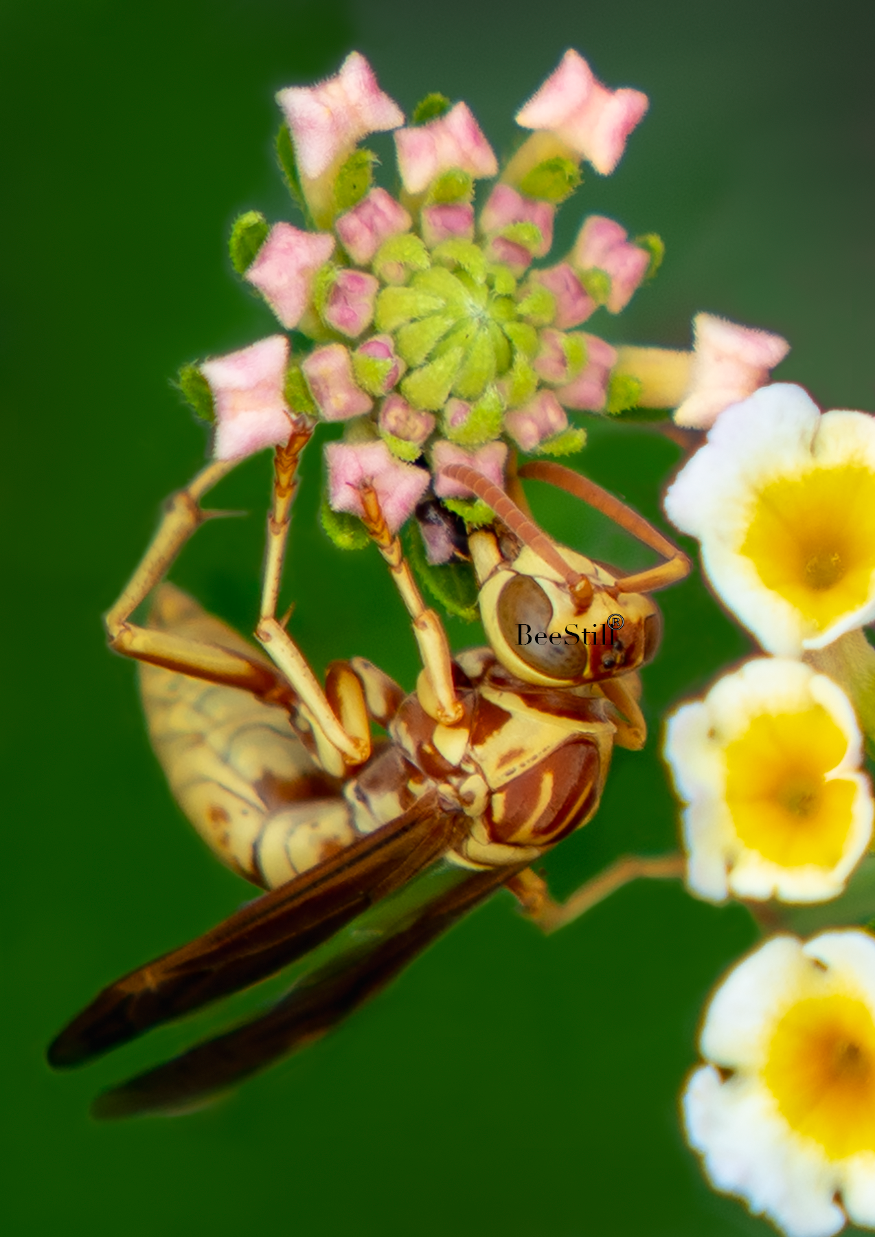 Golden Paper Wasp (Polistes aurifer), Lantana v-169