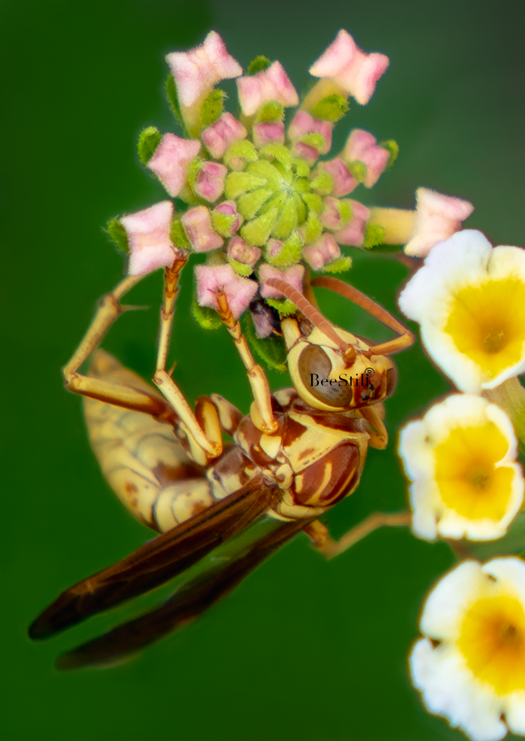 Golden Paper Wasp (Polistes aurifer), Lantana v-169