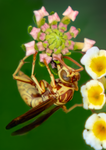 Golden Paper Wasp (Polistes aurifer), Lantana v-169