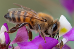 Honey Bee, Black Dalea h-169