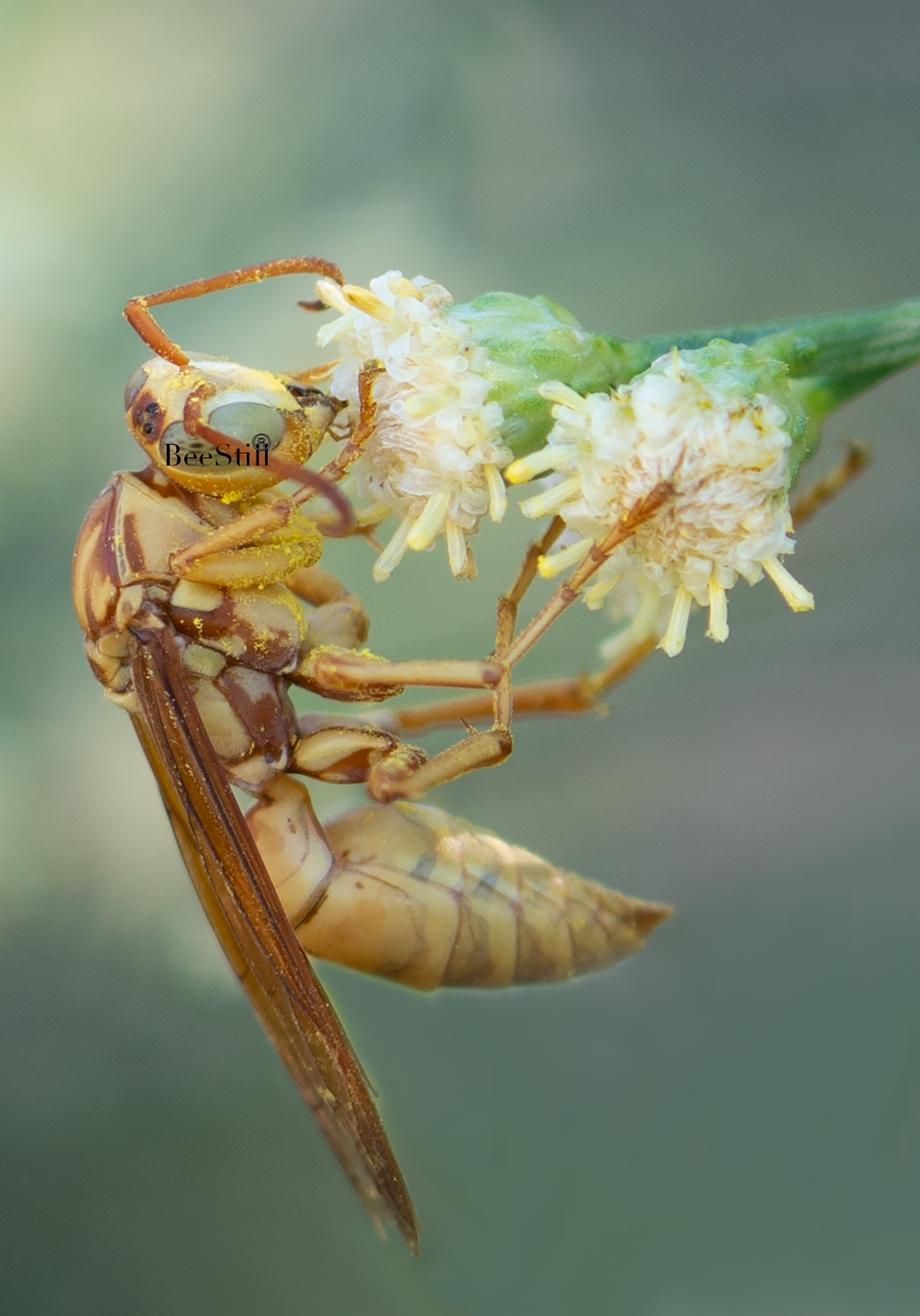 Golden Paper Wasp (Polistes aurifer), Desert Broom v-171