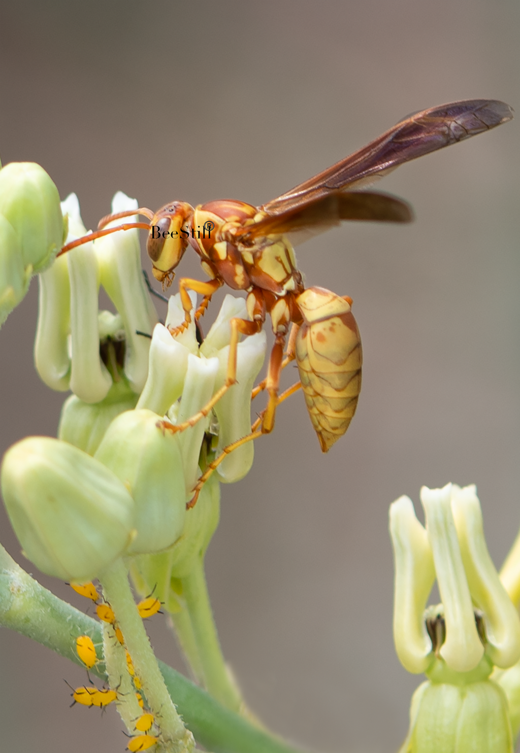 Golden Paper Wasp (Polistes aurifer) & Aphids, Desert Milkweed v-177
