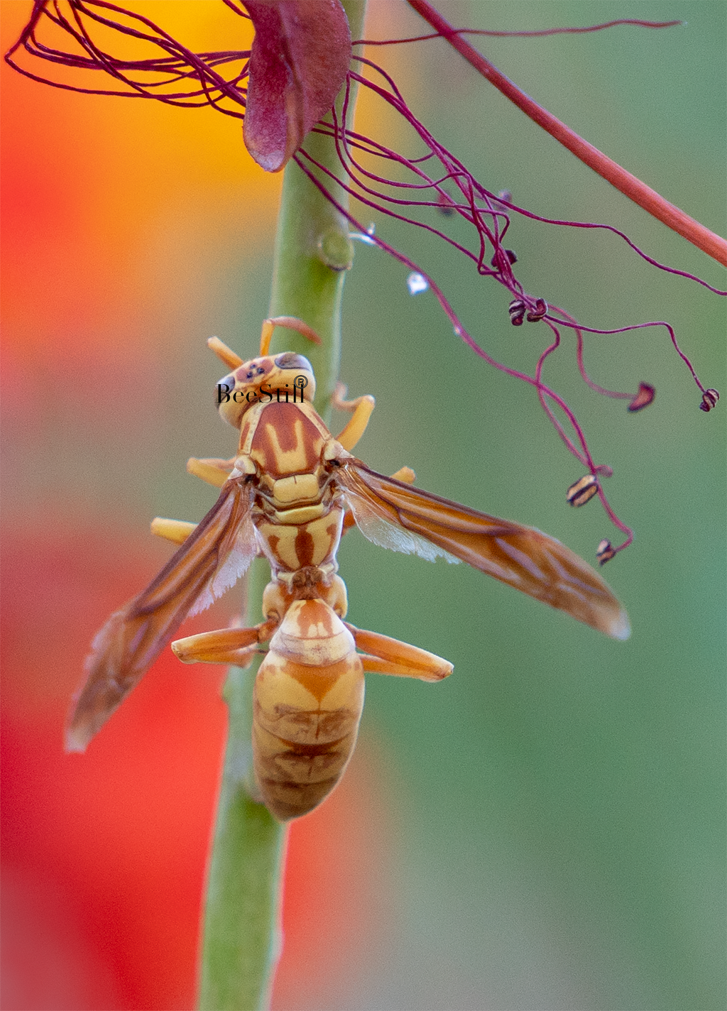 Golden Paper Wasp (Polistes aurifer), Red Bird of Paradise v-168