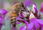 Honey Bee, Black Dalea h-179