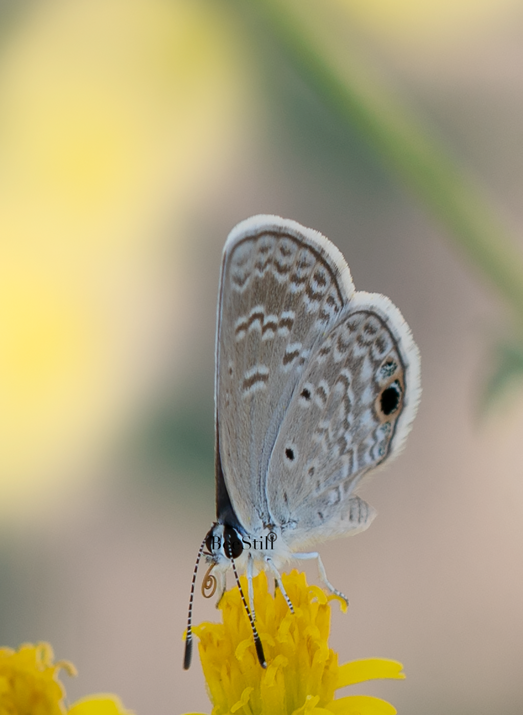 Marine Blue, Thimblehead v-173