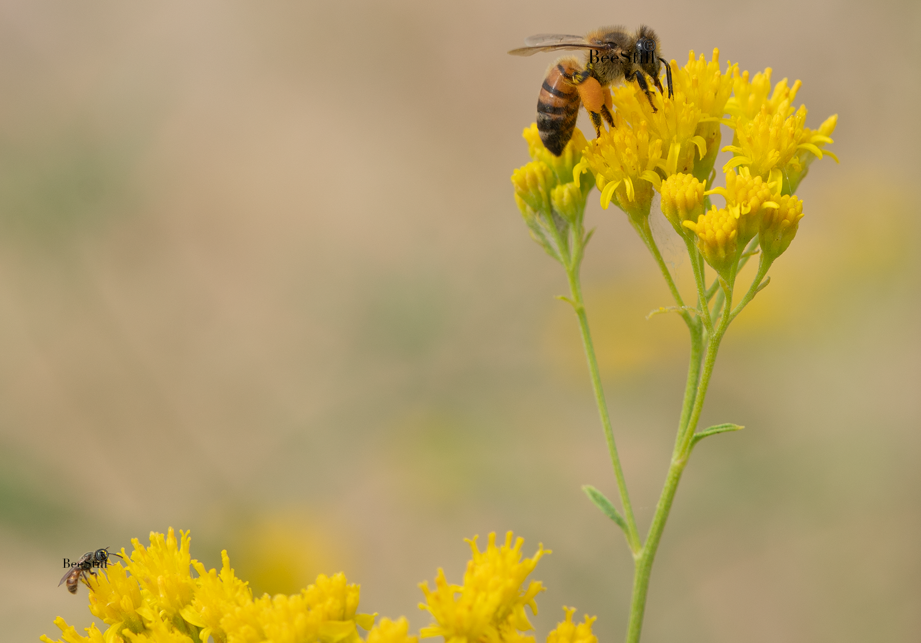 Honey Bee & Sweat Bee, Thimblehead h-167