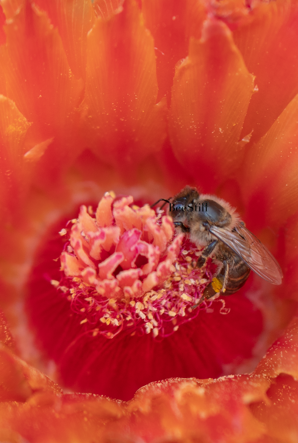Honey Bee, Barrel Cactus v-175
