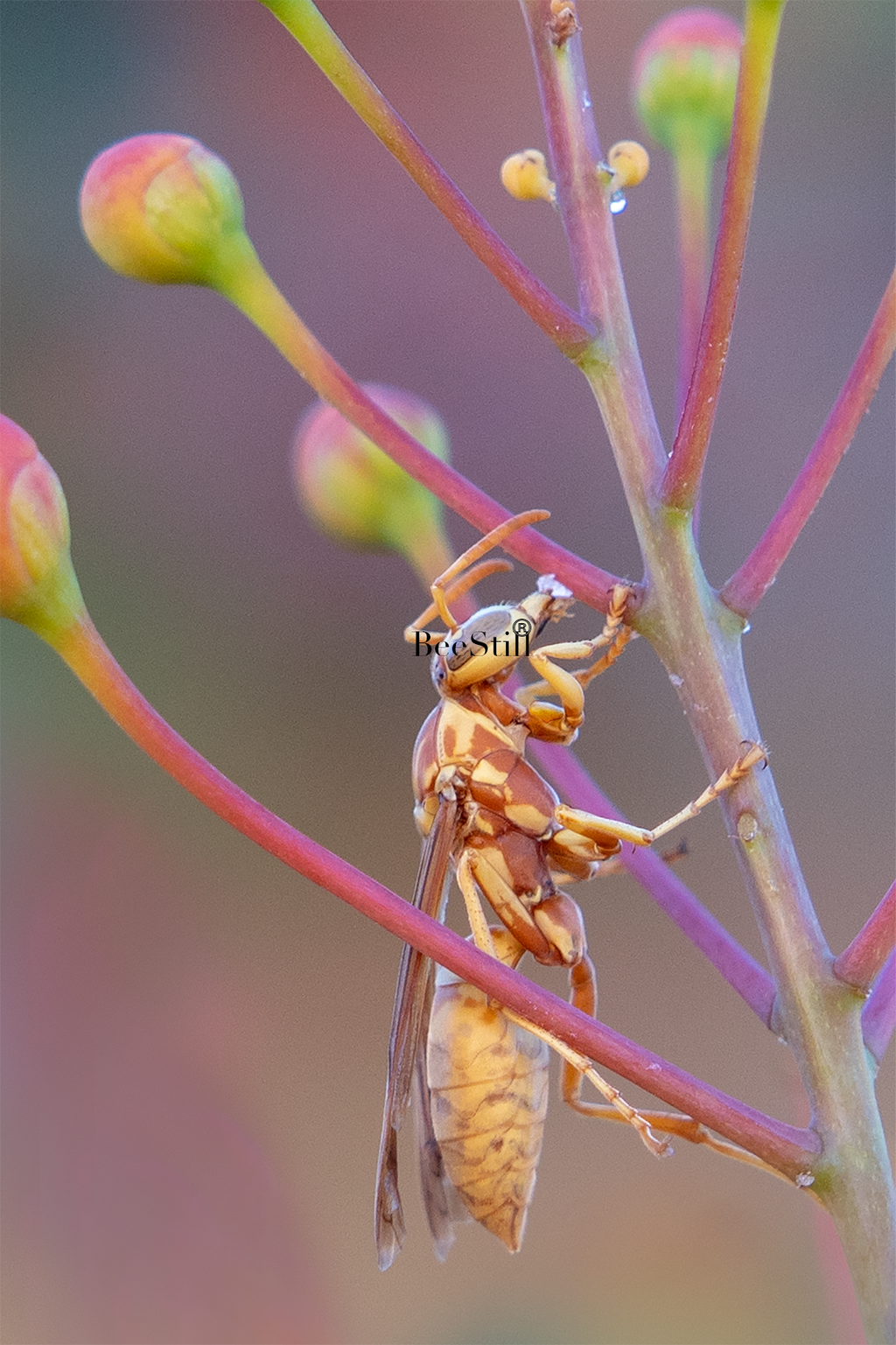 Golden Paper Wasp (Polistes aurifer), Red Bird of Paradise v-172
