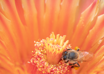 Honey Bee, Barrel Cactus h-175