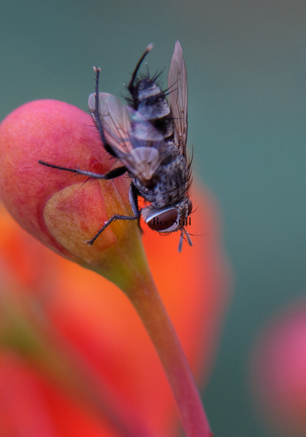 House Fly, Red Bird of Paradise v-170