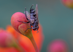House Fly, Red Bird of Paradise h-174