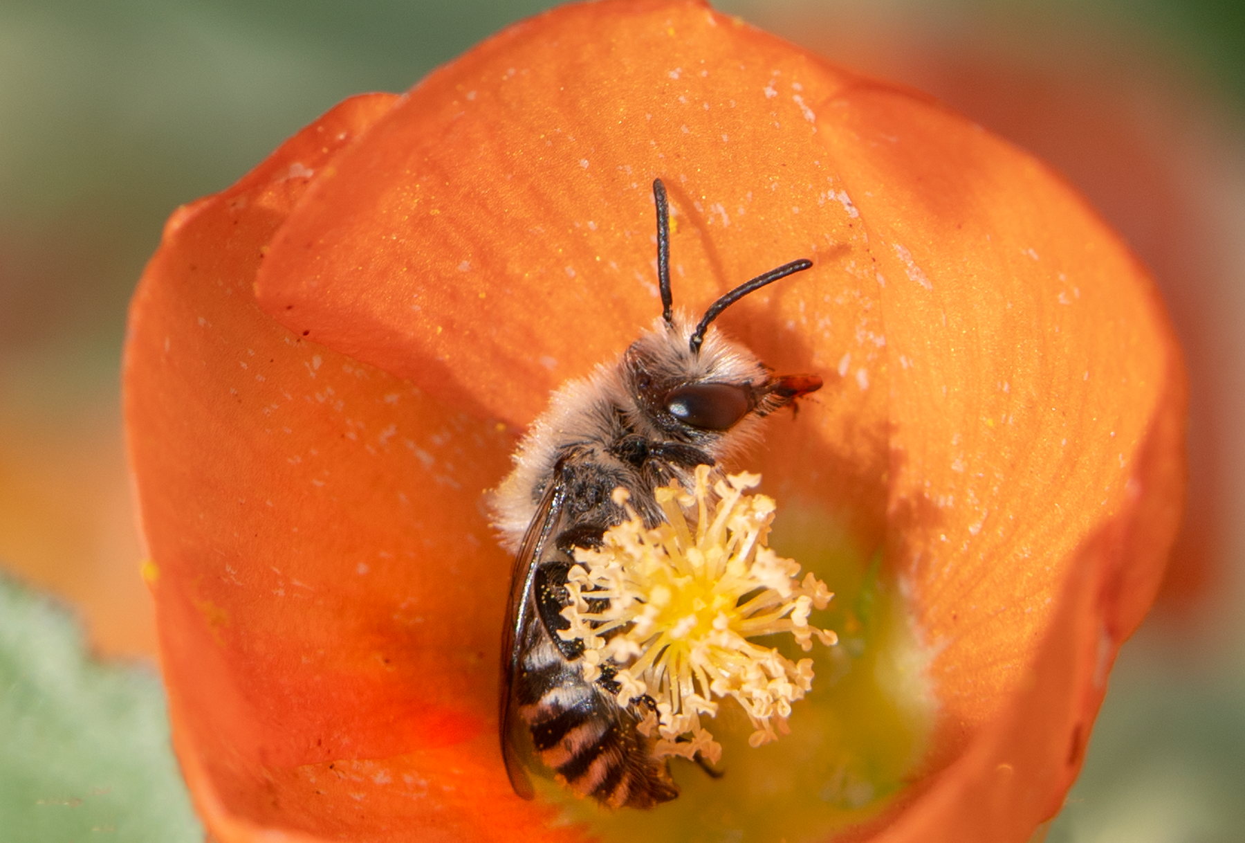 Polyester Bee, Globe Mallow SP-NB-