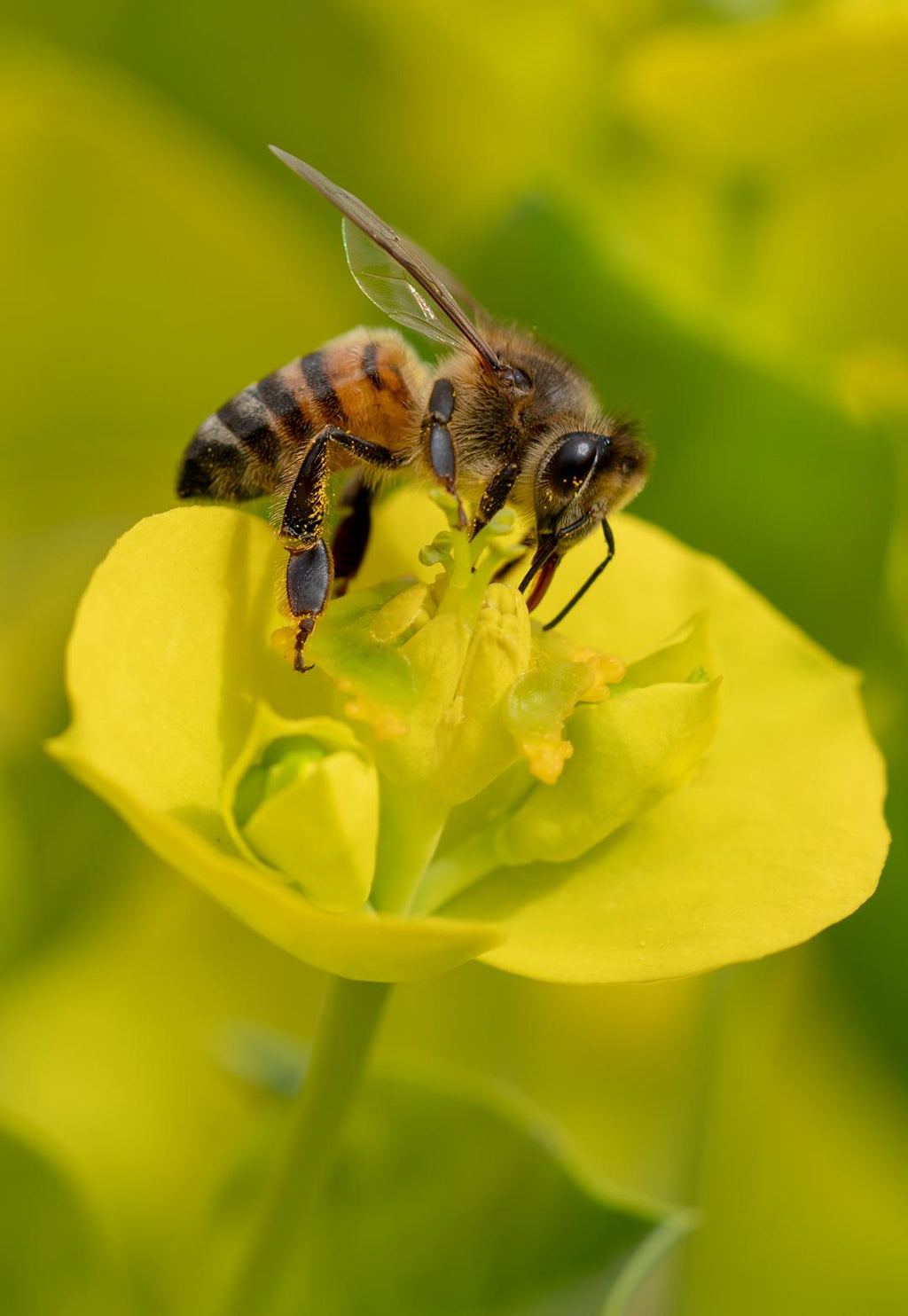 Honey Bee, Silver Spurge v-11