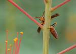 Arizona Paper Wasp (Polistes arizonensis), Red Birds of Paradise h-173