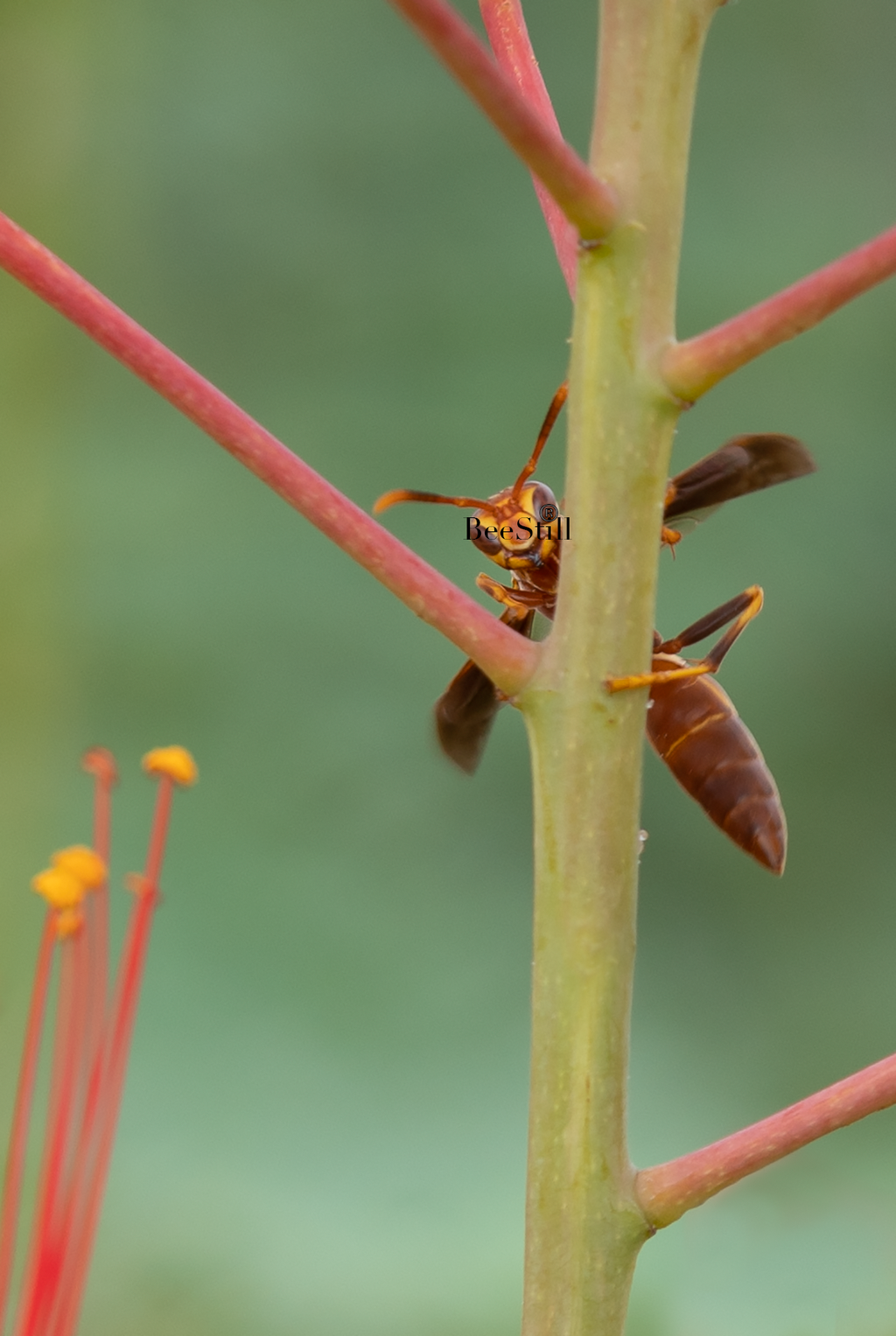 Arizona Paper Wasp (Polistes arizonensis), Red Bird of Paradise v-164