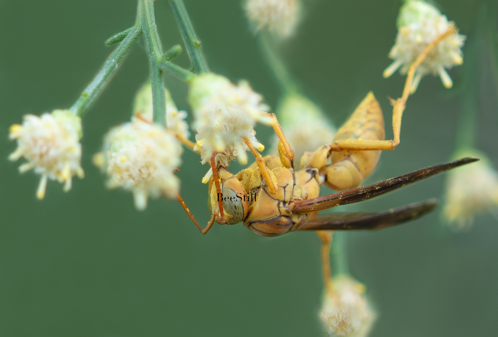 Yellow Paper Wasp (Polistes flavus), Desert Broom h-168