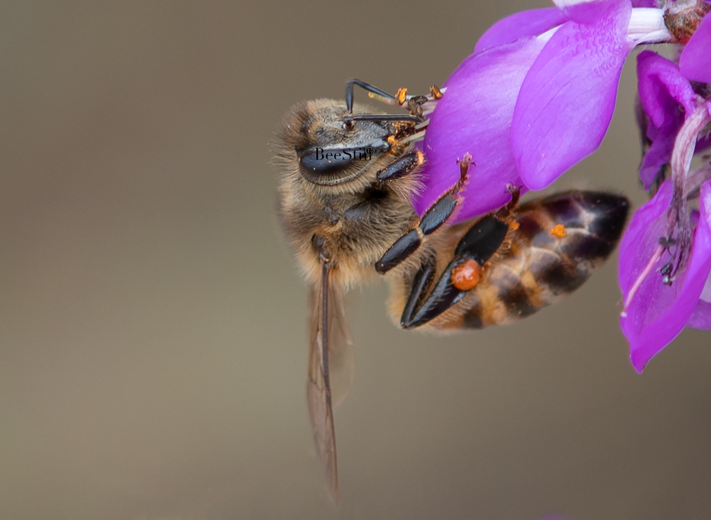 Honey Bee, Black Dalea h-172