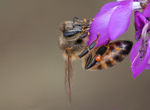 Honey Bee, Black Dalea h-172