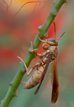 Golden Paper Wasp (Polistes aurifer), Red Bird of Paradise v-174