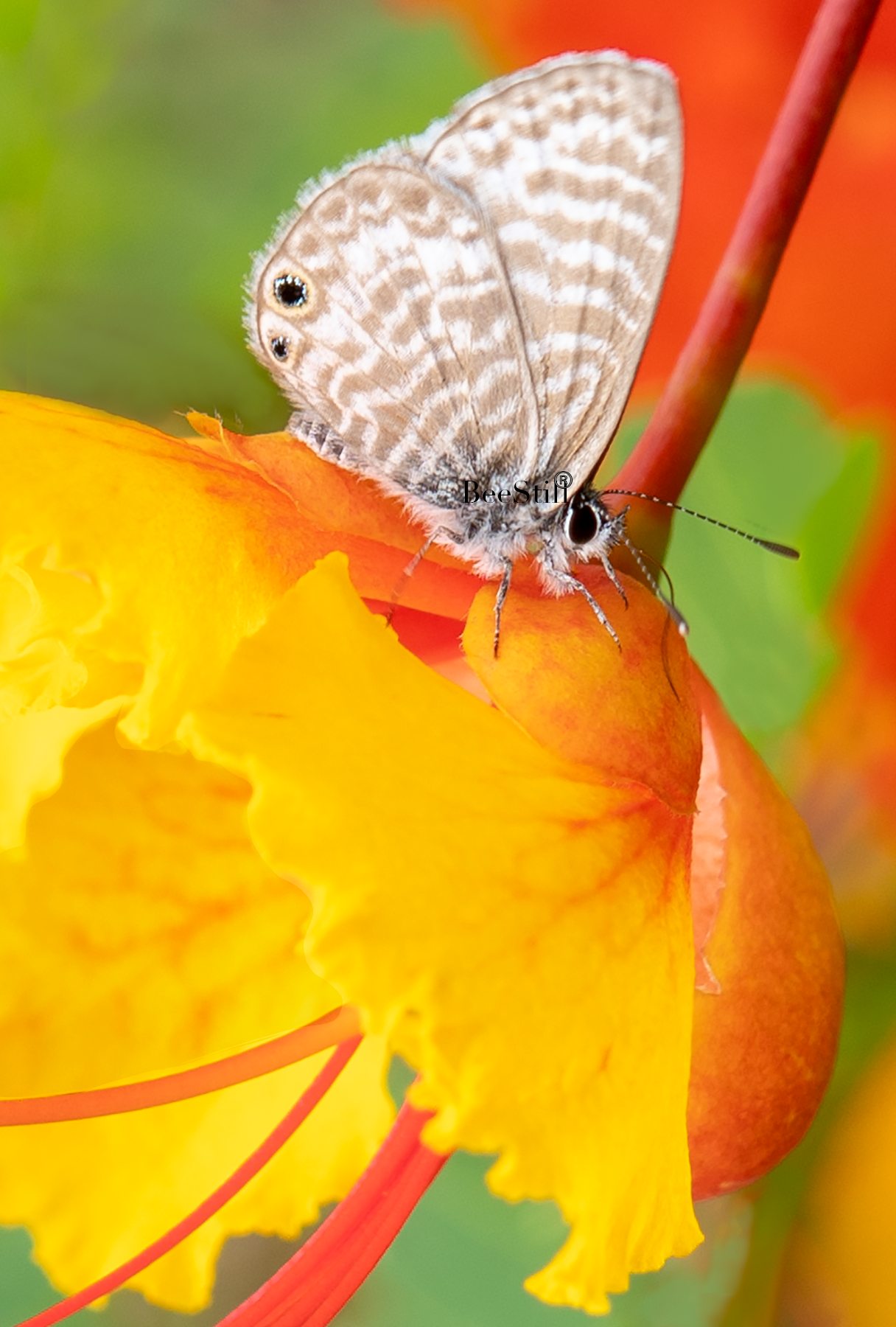 Ceraunus Blue, Red Bird of Paradise v-176