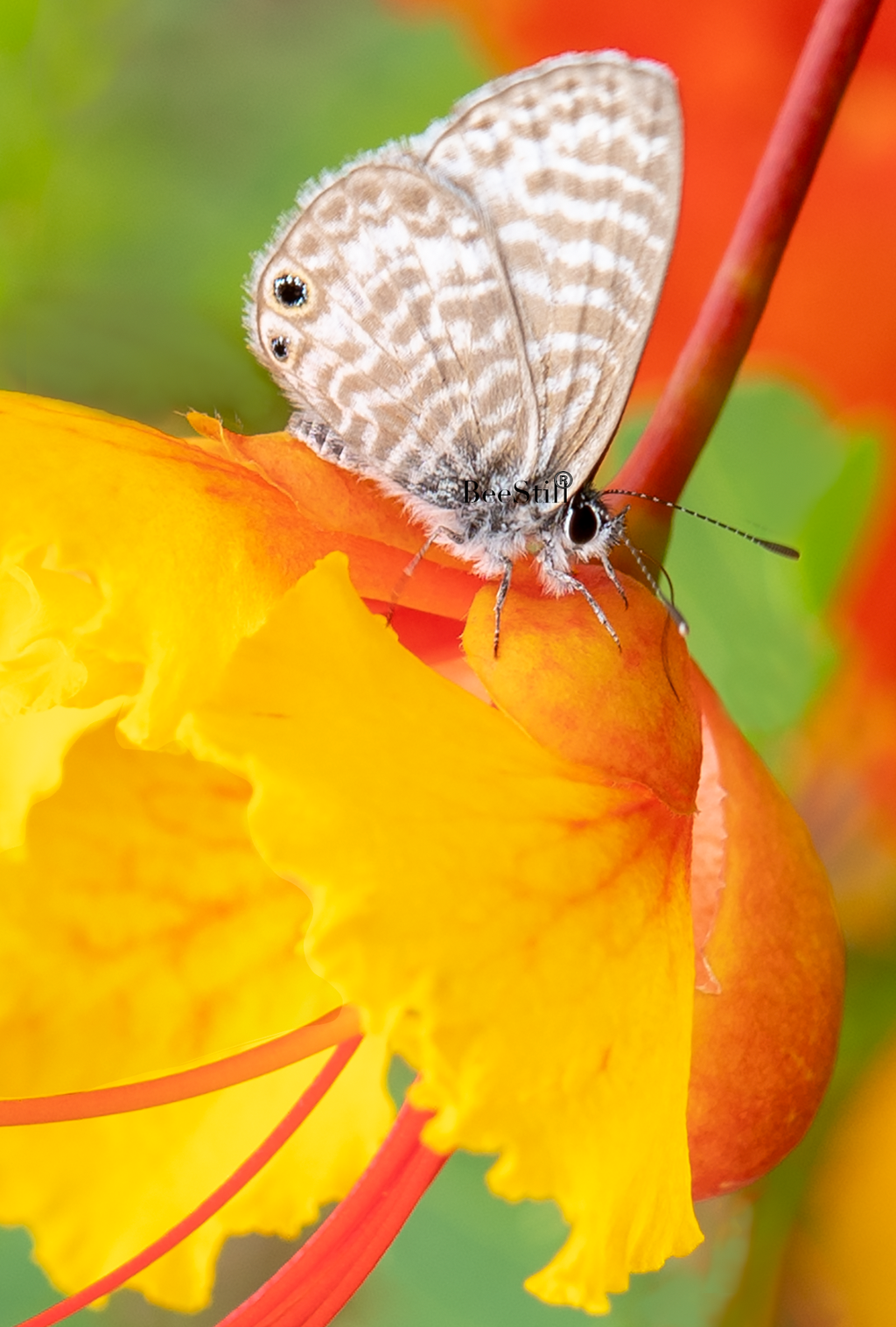 Ceraunus Blue, Red Bird of Paradise v-176
