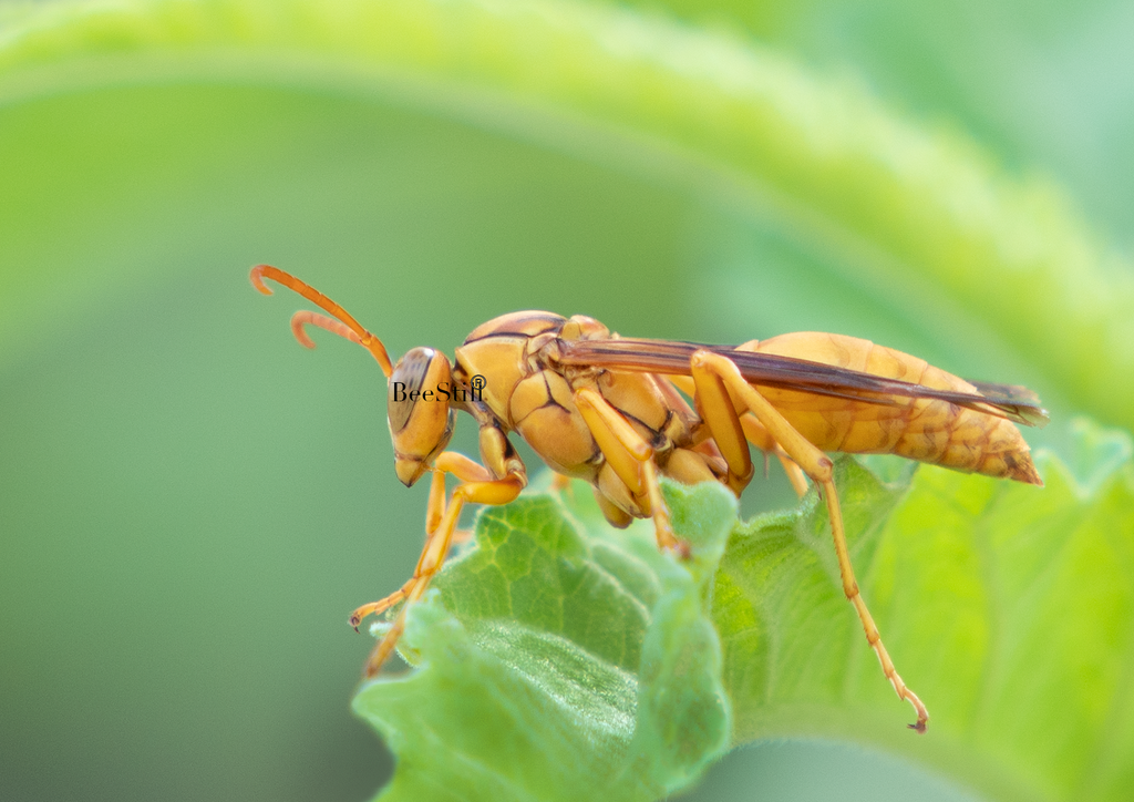 Yellow Paper Wasp (Polistes flavus), Canyon Ragweed h-170