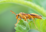 Yellow Paper Wasp (Polistes flavus), Canyon Ragweed h-170