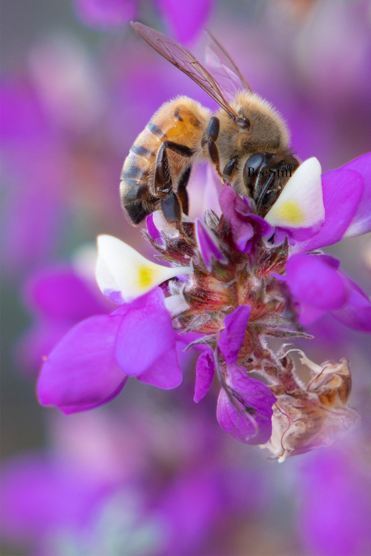 Honey Bee, Black Dalea v-163