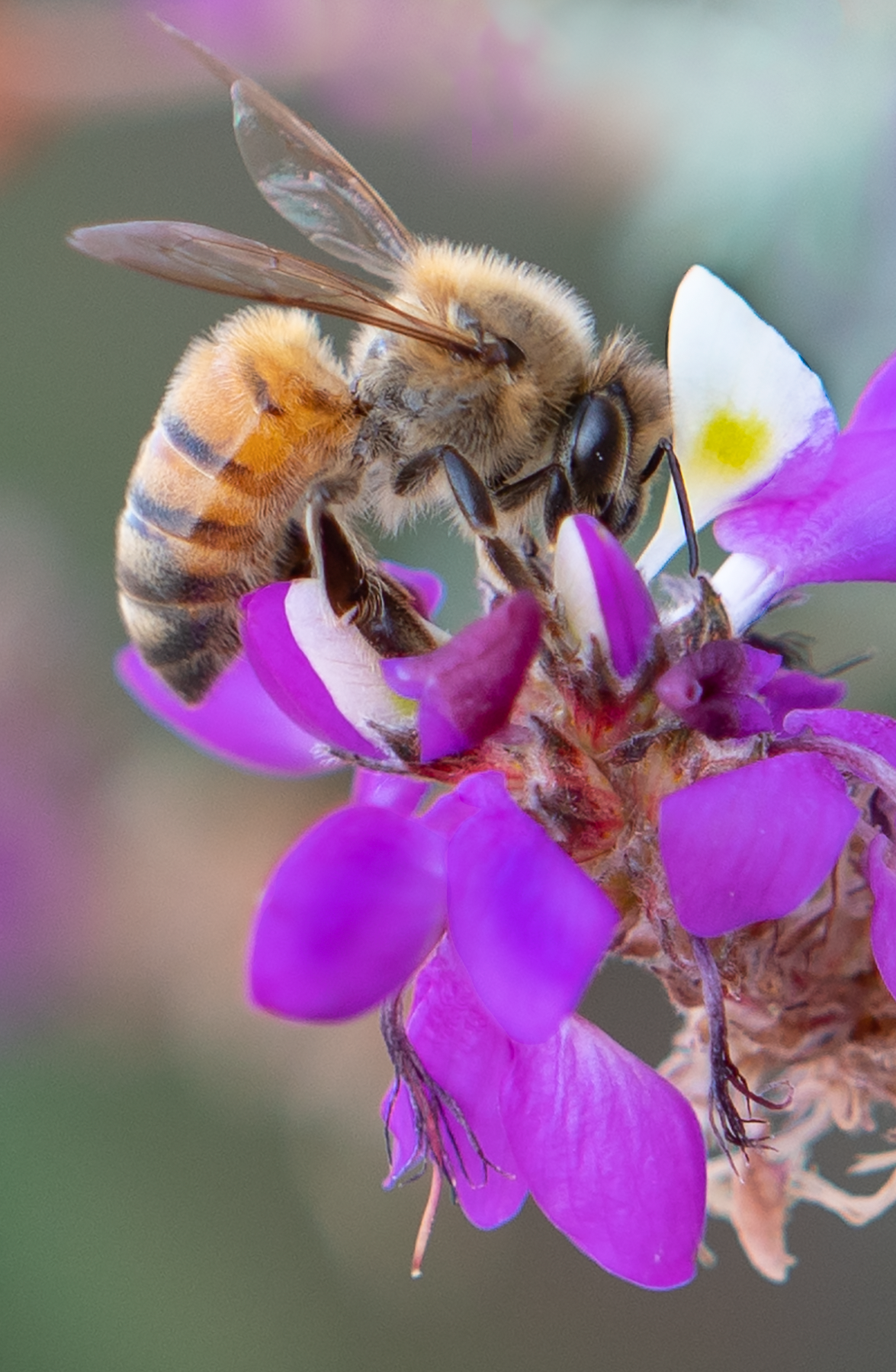 Honey Bee, Black Dalea v-159